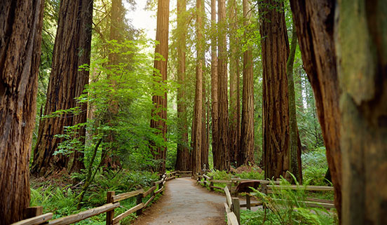 Majestic Redwoods Explore Beautiful Attractions of Crescent City